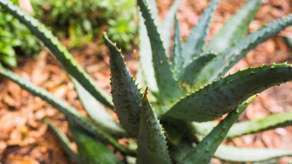 एलोवेरा फार्मिंग का बिजनेस